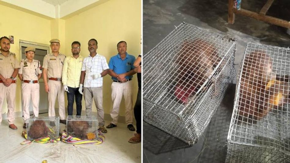 Assam: Police rescue two baby orangutans from smugglers in Cachar district Assam: Police rescue two baby orangutans from smugglers in Cachar district