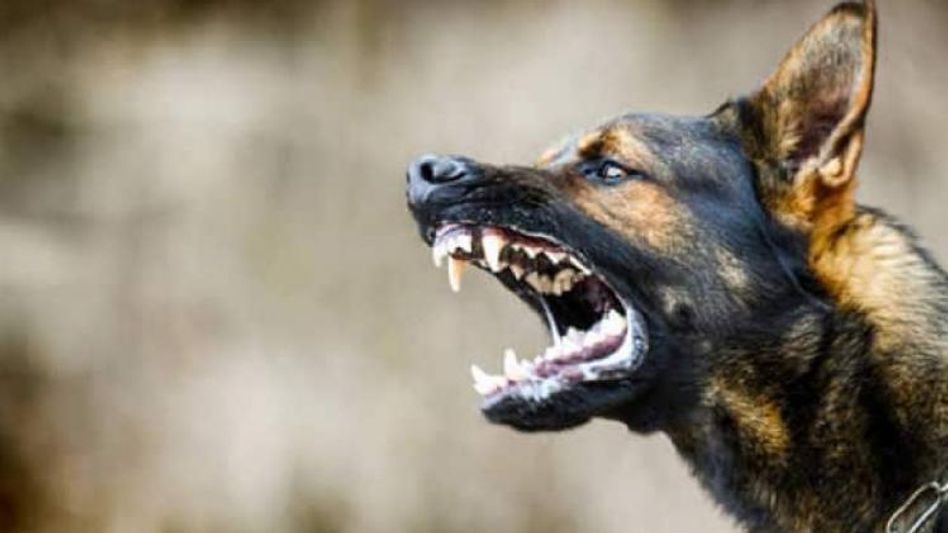 UP dog owner detained for questioning after pet bites man's private parts UP dog owner detained for questioning after pet bites man's private parts