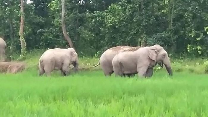 Gauhati HC orders to form special task force to curb human-elephant conflicts in Goalpara
