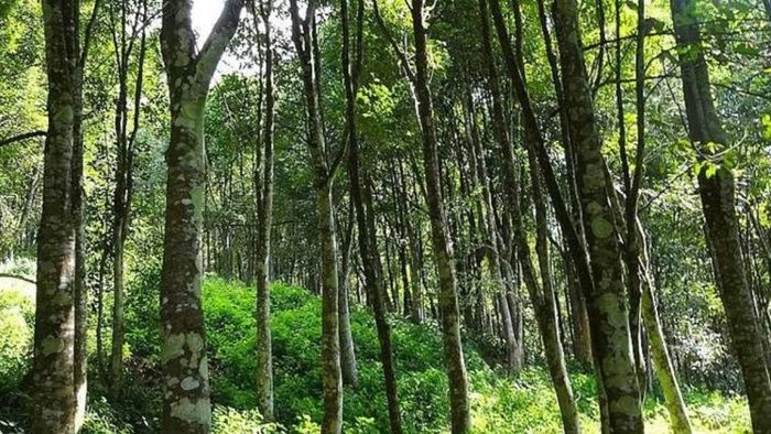 Tripura Govt To Set Up Research Centre for Promoting Agarwood Trade