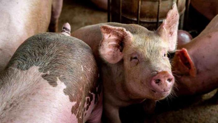 African swine fever infection continues in Golaghat district