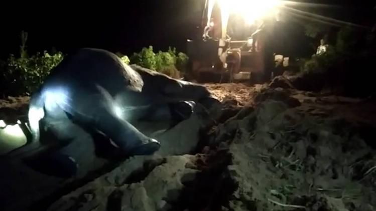 Carcass of elephant recovered from river in Assam's Numaligarh