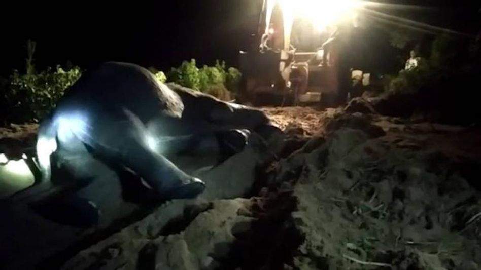 Assam: Carcass of elephant recovered from the river in Numaligarh Assam: Carcass of elephant recovered from the river in Numaligarh