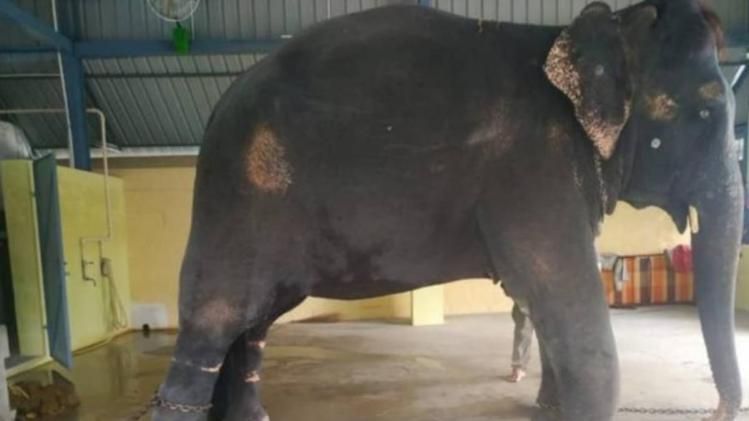 Assam Govt Knocks Gauhati High Court's Door As Tamil Nadu Govt Refuses Team to see Joymala