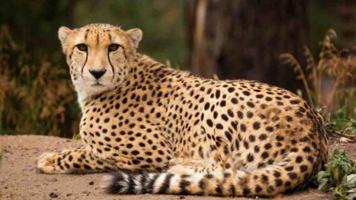 Special cargo plane carrying the eight cheetahs to land in Gwalior