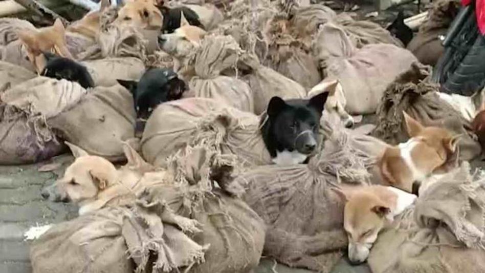 Assam: Bokakhat Police rescues 31 dogs from Kuruwabahi area Assam: Bokakhat Police rescues 31 dogs from Kuruwabahi area