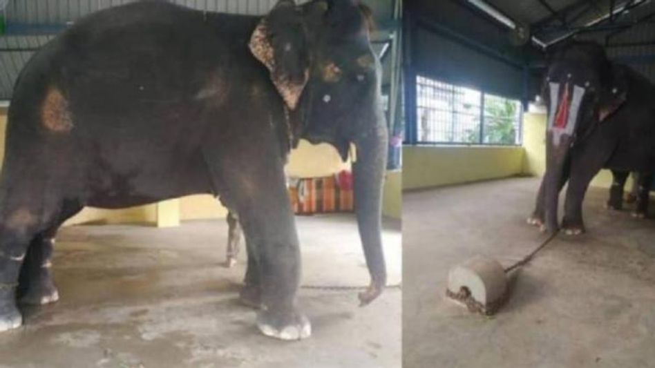 Assam: Gauhati HC asks Tamil Nadu government to allow state's team to inspect Joymala  Assam: Gauhati HC asks Tamil Nadu government to allow state's team to inspect Joymala