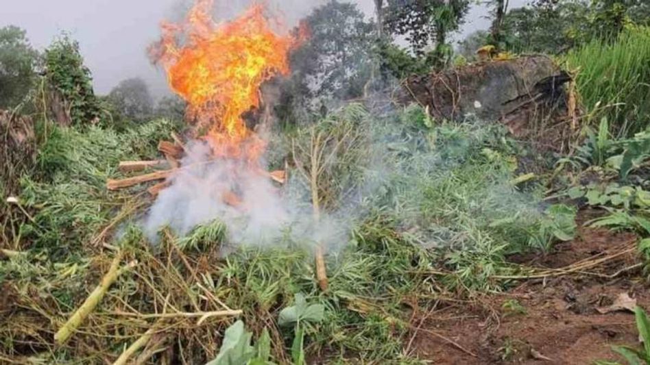 Arunachal: Police destroy cannabis plants in Kurung Kumey District Arunachal: Police destroy cannabis plants in Kurung Kumey District
