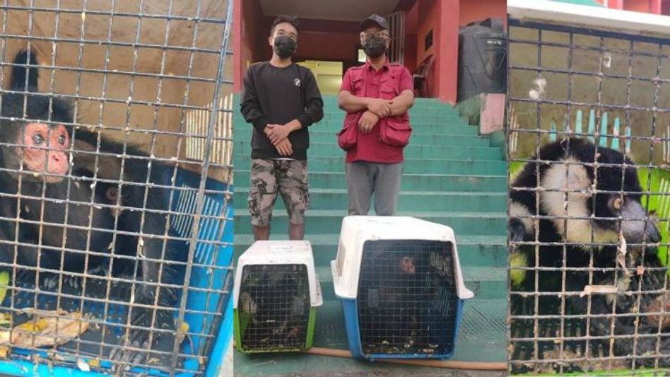 Mizoram: Exotic wildlife animals rescued, suspected to be smuggled from Myanmar Mizoram: Exotic wildlife animals rescued, suspected to be smuggled from Myanmar