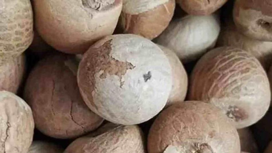 Guwahati: Railway Police seize Burmese Areca Nuts worth 50 lakhs Guwahati: Railway Police seize Burmese Areca Nuts worth 50 lakhs