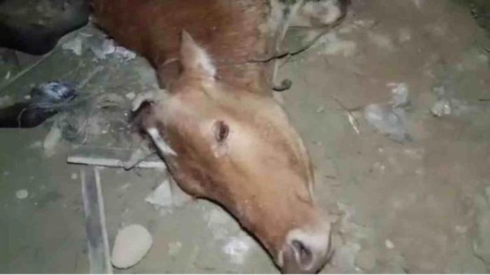 Police open fire at vehicles transporting illegal cattle