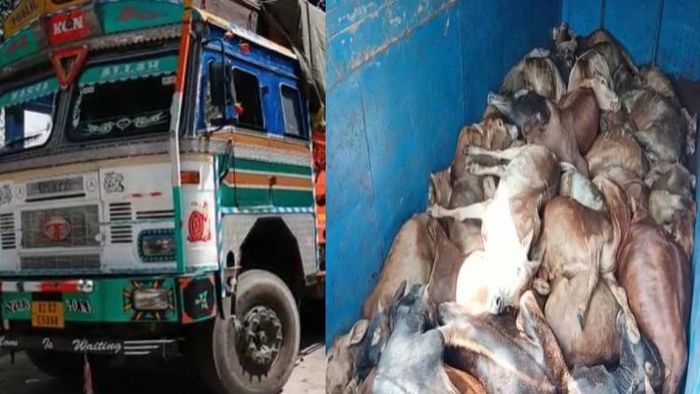 46 cattle heads rescued in Assam's Bokakhat, one held