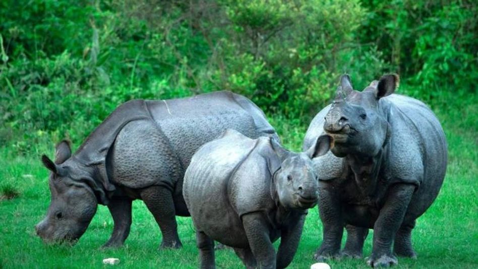 World Rhino Day 2022: Celebrating Assam's long history of conserving one-horn rhinoceros World Rhino Day 2022: Celebrating Assam's long history of conserving one-horn rhinoceros