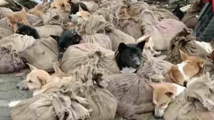 Police recover 16 dogs in Assam's Cachar district