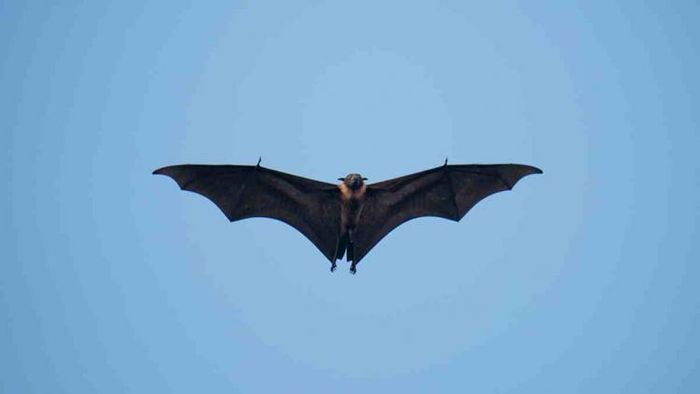 New COVID-like virus found in bats