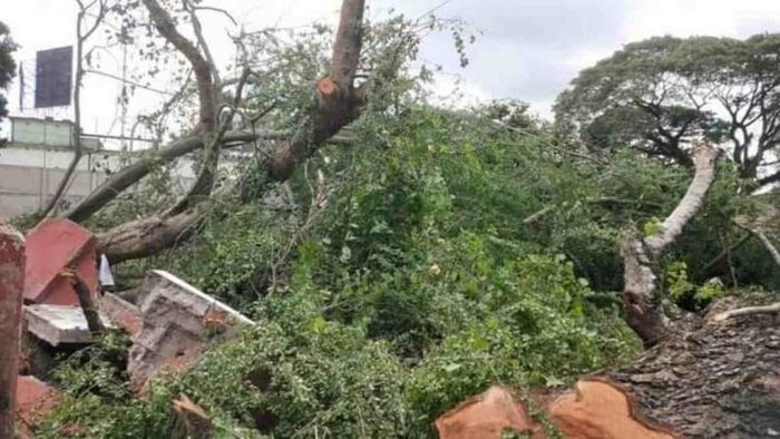 Massive deforestation for beautification in Golaghat
