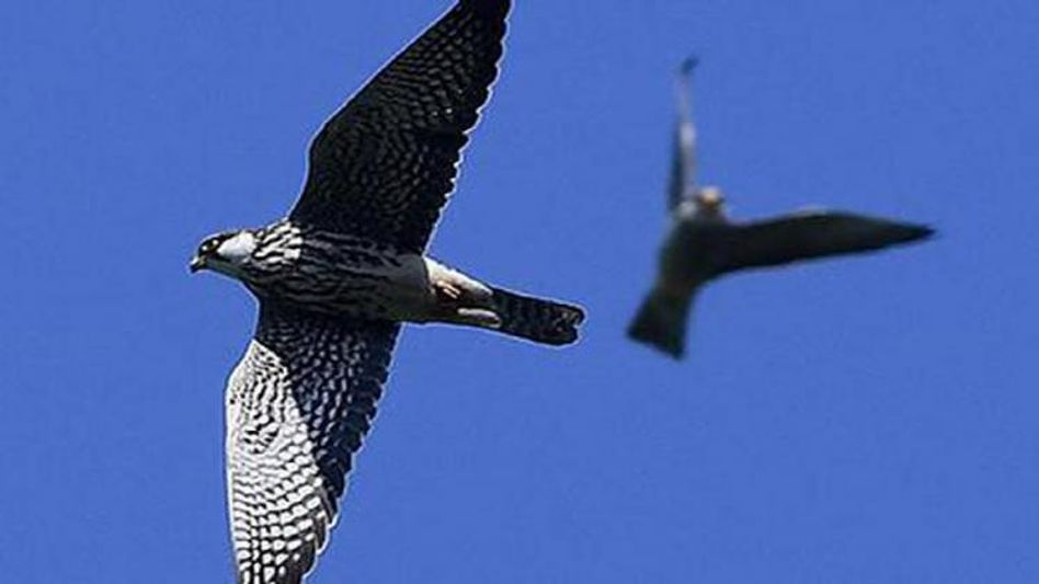 Manipur’s Tamenglong district welcomes the arrival of Amur Falcons in large numbers Manipur’s Tamenglong district welcomes the arrival of Amur Falcons in large numbers