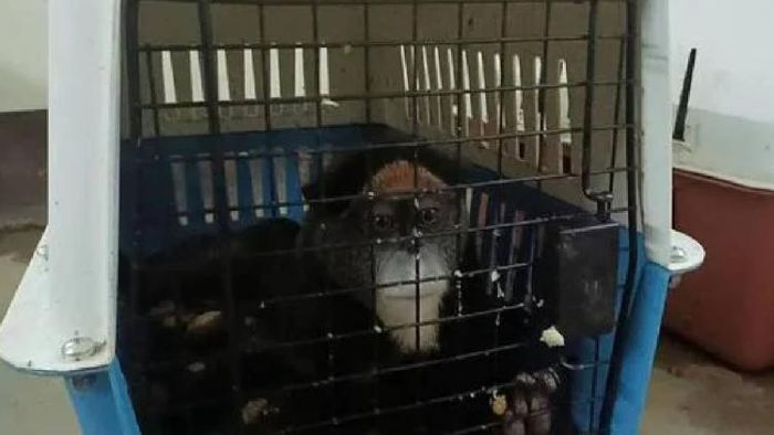 Assam: Smuggled exotic animals rescued in Cachar