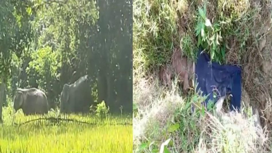 Assam: One dead in man-elephant conflict in Titabor Assam: One dead in man-elephant conflict in Titabor