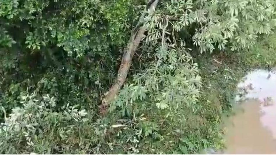 Manipur police destroy massive cache of narcotics in Imphal West Manipur police destroy massive cache of narcotics in Imphal West