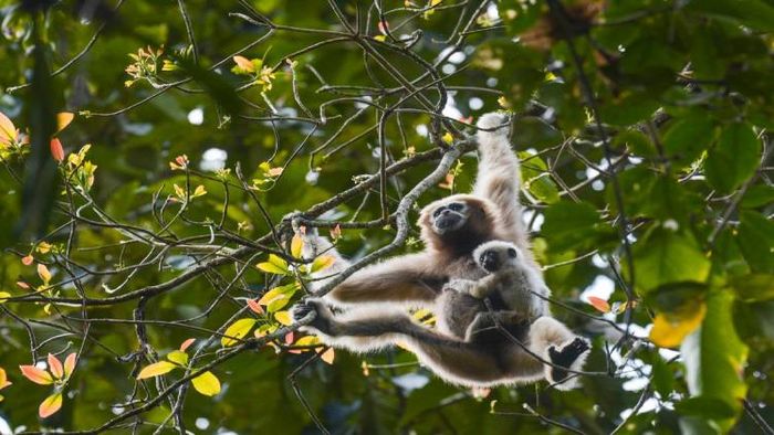 Mother Hoolock Gibbon carrying her young one (Photo Credit: Tomal Gogoi)