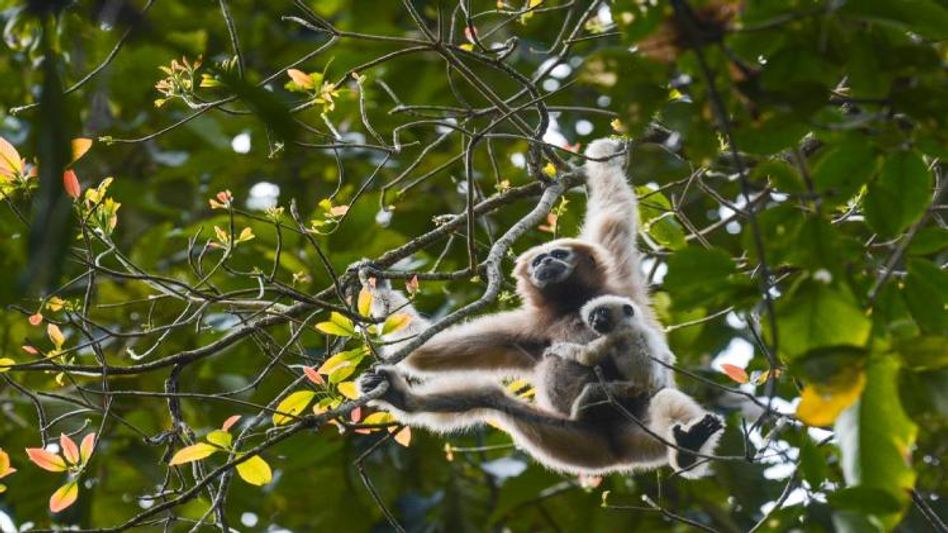 Assam’s Dihing Patkai slowly losing the conspicuous sounds of the endangered Hoolock Gibbon Assam’s Dihing Patkai slowly losing the conspicuous sounds of the endangered Hoolock Gibbon