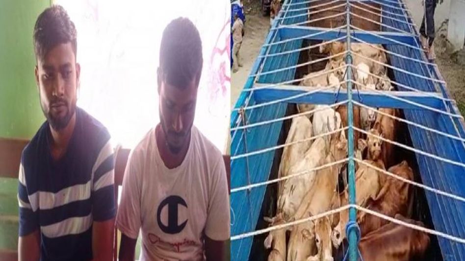 Assam: Police recover 24 cattle heads in Kaliabor, two held  Assam: Police recover 24 cattle heads in Kaliabor, two held