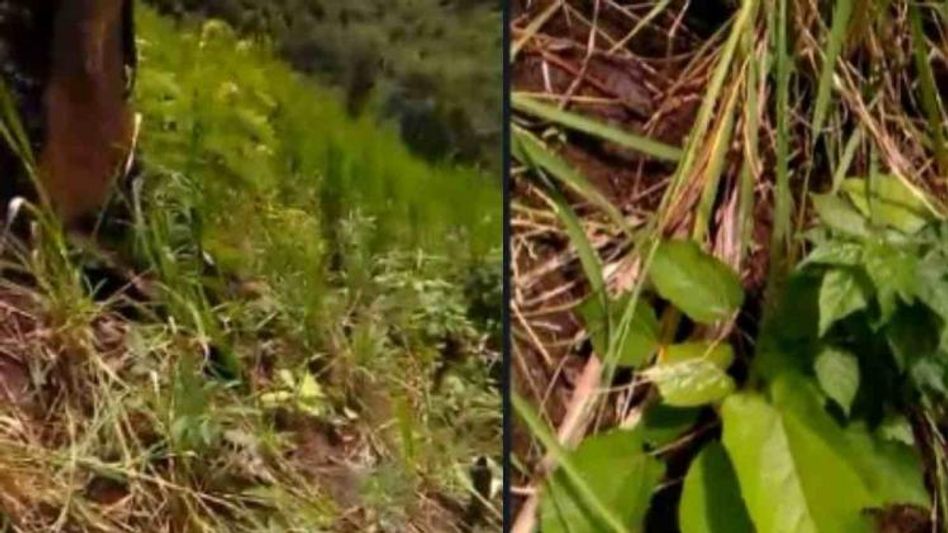 Manipur police destroy massive cache of narcotics in Imphal West Manipur police destroy massive cache of narcotics in Imphal West