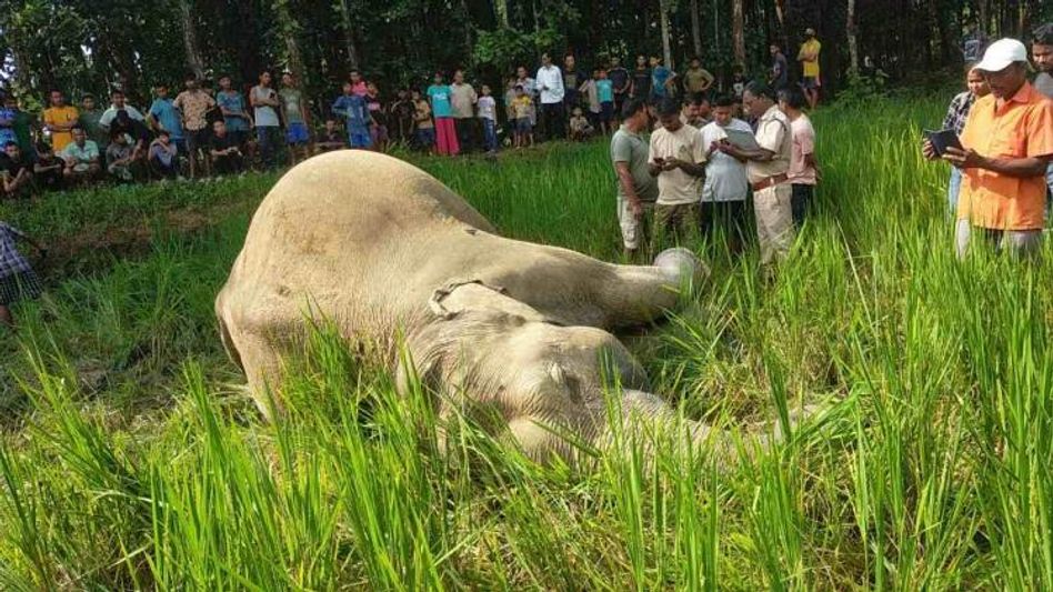 Assam: Wild elephant found dead in state's Goalpara district Assam: Wild elephant found dead in state's Goalpara district