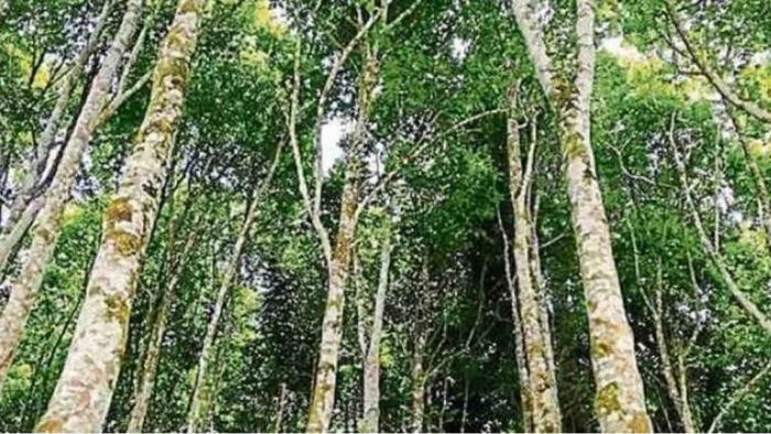 Tripura is all set to boost the economy with Agar plantation