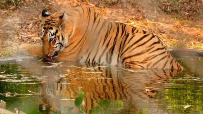 Wildlife populations across the World dropped by 69%