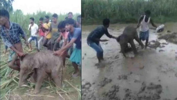 Villagers abuse elephant calf separated from herd in Hojai district