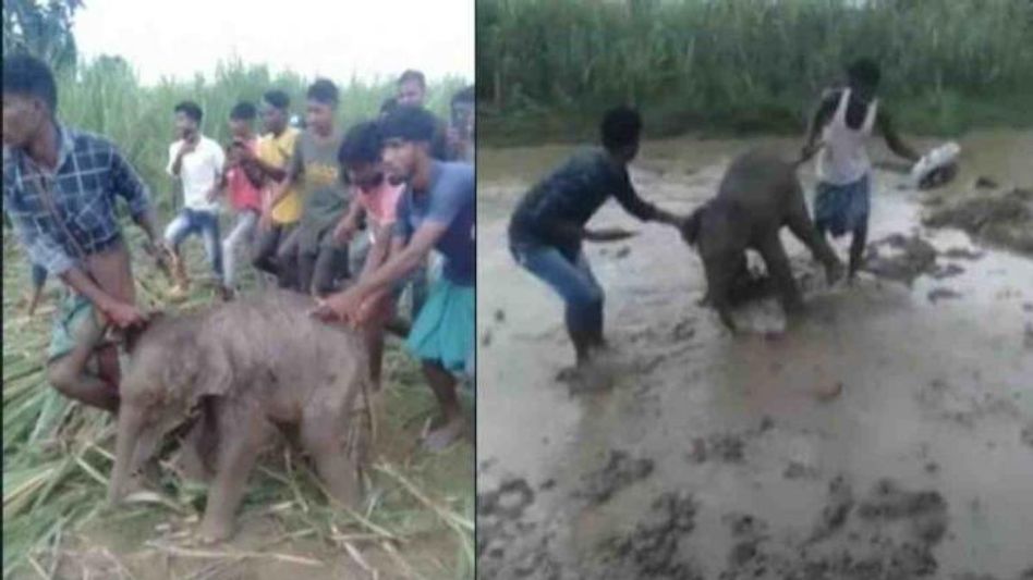 Assam: Villagers abuse elephant calf separated from herd in Hojai district Assam: Villagers abuse elephant calf separated from herd in Hojai district