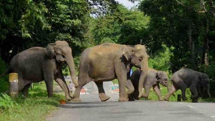 Tripura to employ GPS-enabled devices to track jumbos' movements
