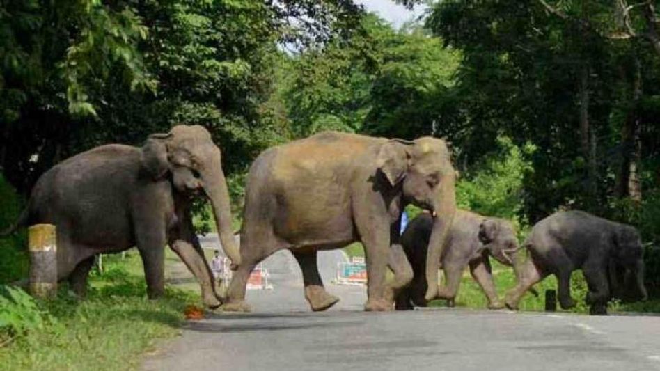 Tripura to use GPS-enabled devices to track elephant movement Tripura to use GPS-enabled devices to track elephant movement