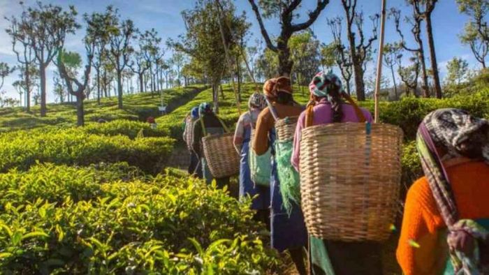 Assam minister presents draft proposal of Tea Policy