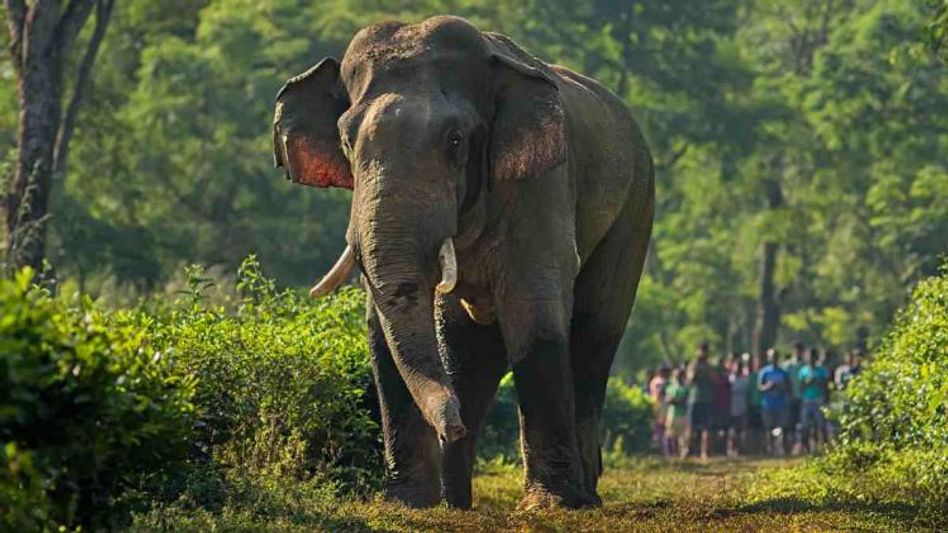Assam: One more elephant electrocuted to death in Nagaon district Assam: One more elephant electrocuted to death in Nagaon district