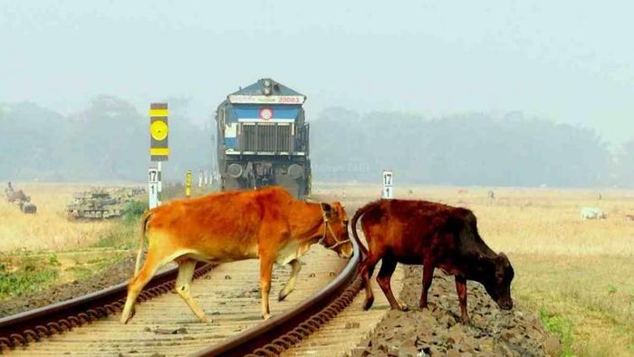 200 trains derailed in October alone after being disrupted by cattle