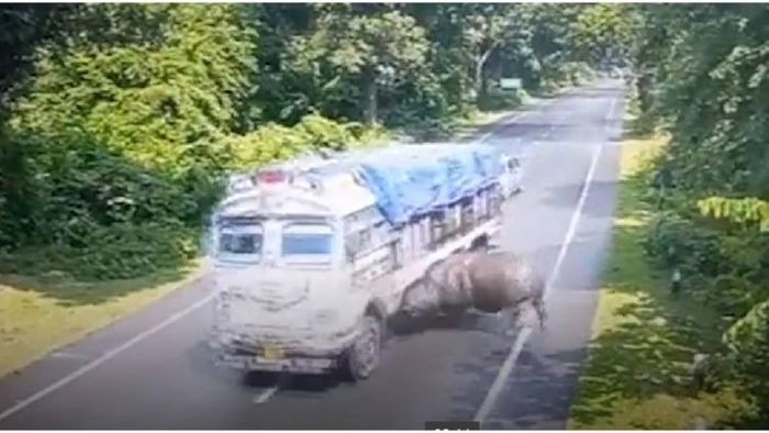 Rhino collided with truck