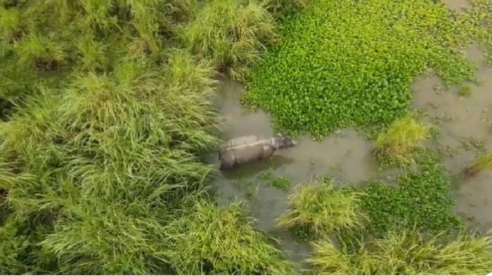 Assam: Rhino hit by truck found safe and recuperating from his injuries