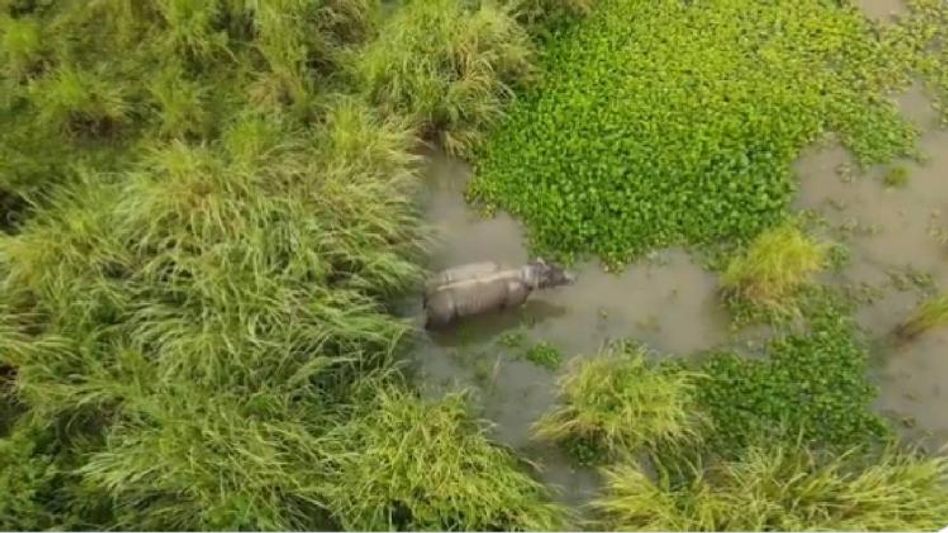 Rhino hit by truck in Kaziranga found safe, Assam CM Himanta Biswa Sarma shares drone video Rhino hit by truck in Kaziranga found safe, Assam CM Himanta Biswa Sarma shares drone video