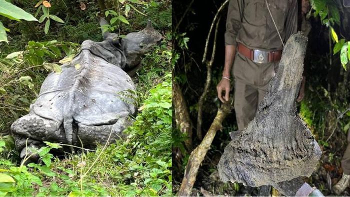 Rhino carcass recovered in Kaziranga