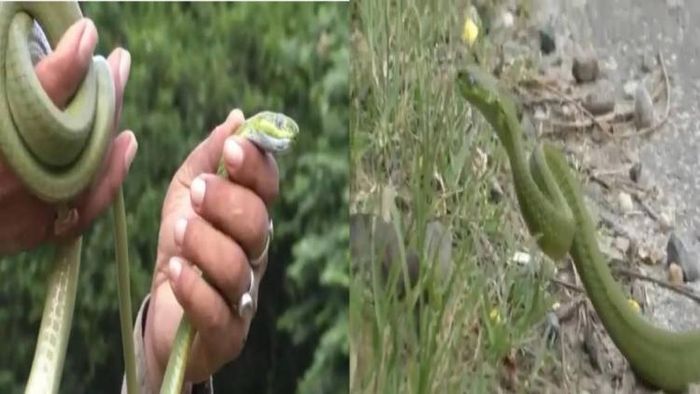 Assam: Rare Green cat snake rescued in Numaligarh