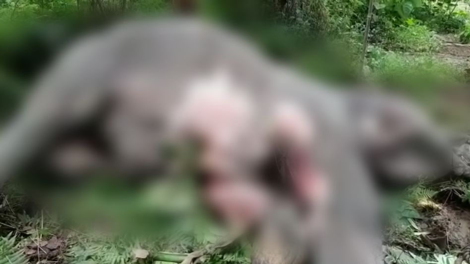 Assam elephant dies after being hit by Rajdhani express Assam elephant dies after being hit by Rajdhani express