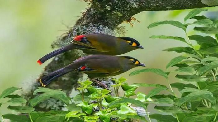 Rare bird species 'Bugun Liocichla' spotted