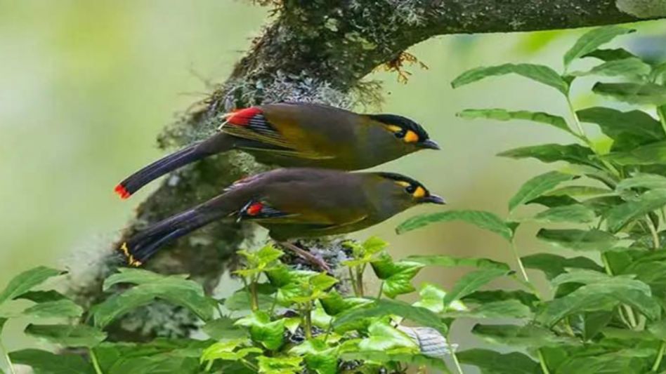Arunachal: Rare bird species 'Bugun Liocichla' spotted at Eaglenest Pass Arunachal: Rare bird species 'Bugun Liocichla' spotted at Eaglenest Pass