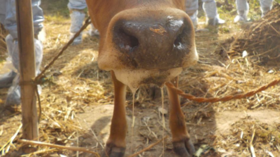 Mizoram government bans import of cattle from Myanmar Mizoram government bans import of cattle from Myanmar