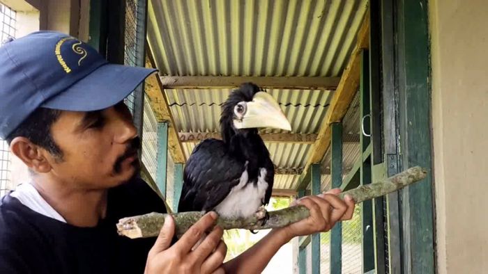 Manoj Gogoi with the hornbill