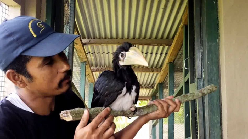 Assam man gives new wings to oriental pied hornbill dying in Kaziranga Assam man gives new wings to oriental pied hornbill dying in Kaziranga