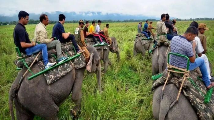 File photo of elephant ride at Kaziranga National Park